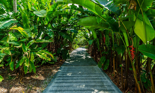 Interesting-Facts-about-Bananas