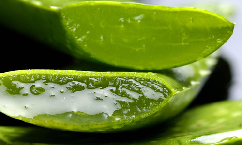 A Dash of Aloe Vera