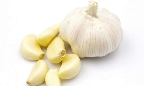 Garlic