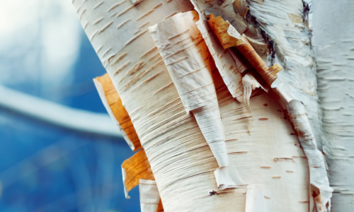 Birch-Bark