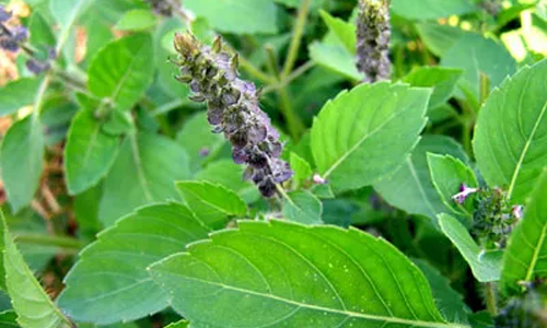 Basil