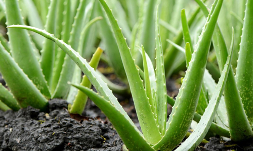 Aloe-Vera