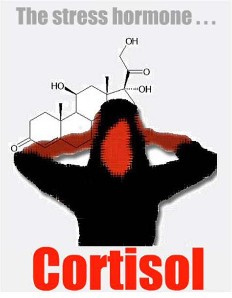 5 Cortisol myths debunked