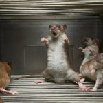 5 Facts you need to know about Lassa fever