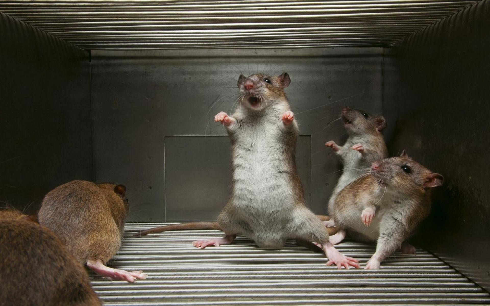 5 Facts you need to know about Lassa fever