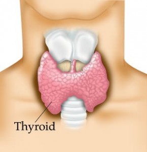 thyroid