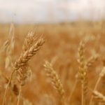 Brown rice-More or Less than Staples!
