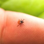 Here’s why you need to stay away from tick bites!