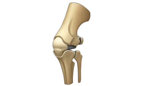 Anatomy-of-the-Knee