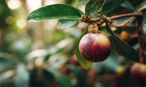 #2 Mangosteen for Heart Health