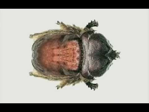 bugs
