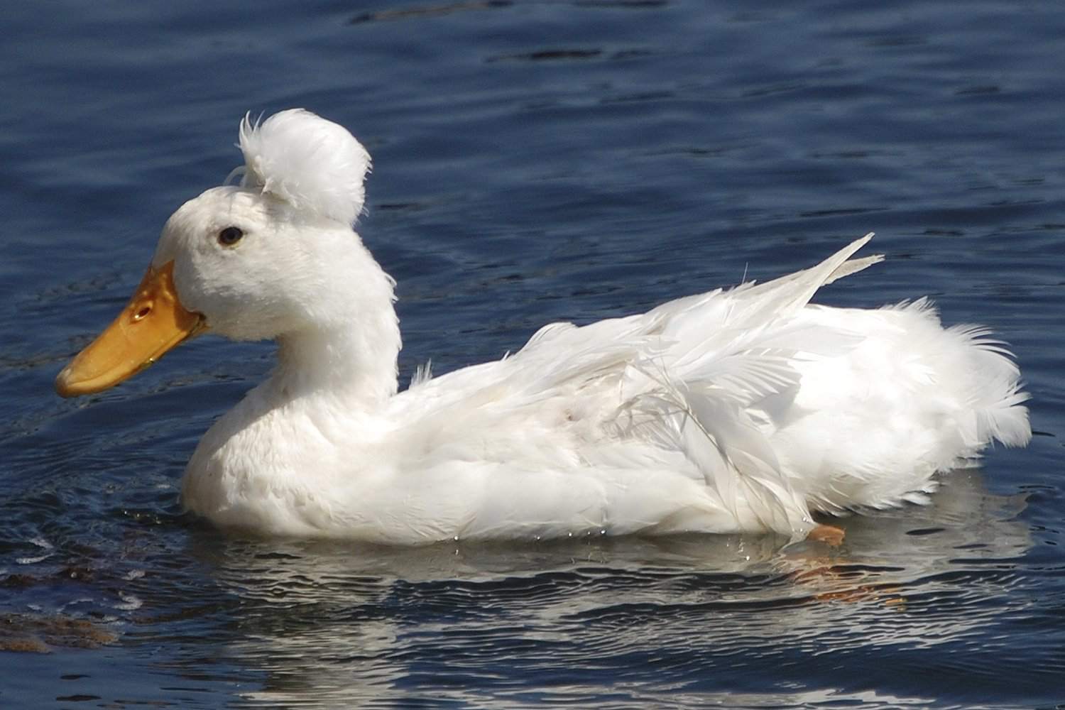 ducks