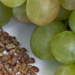 Grape Seeds : Health Benefits, Weight loss, Allergy Prevention