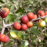 Jujube Fruit: Types, Health Benefits & Nutrition Facts