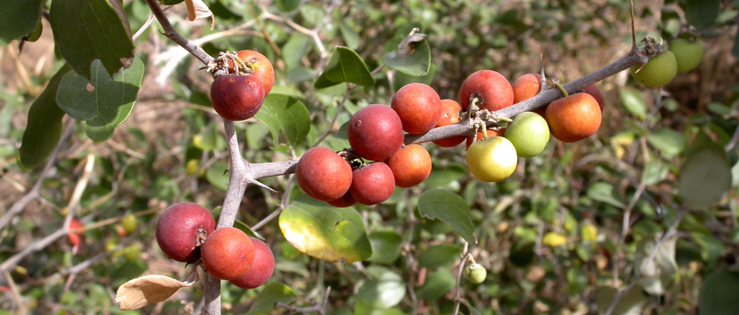 Jujube Fruit: Types, Health Benefits & Nutrition Facts