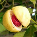 Nutmeg Gives a Long List of Health Benefits
