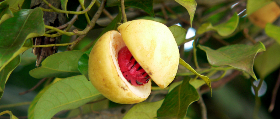 Nutmeg Gives a Long List of Health Benefits