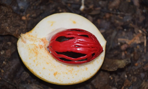 What-is-Nutmeg