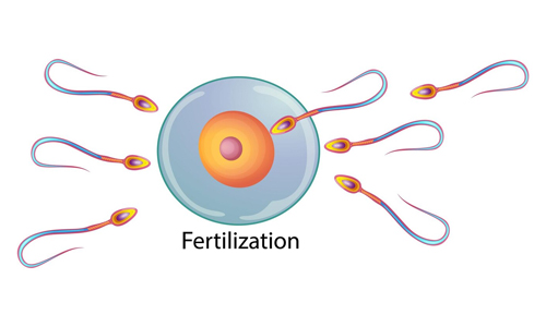 Fertilization