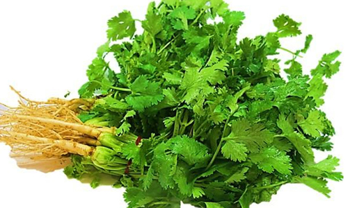 Coriander-Leaves