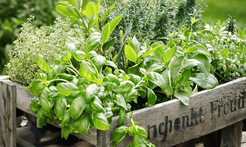 Growing-Your-Own