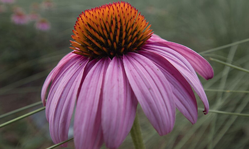 Echinacea
