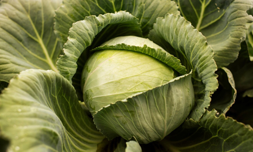 Cabbage-Juice