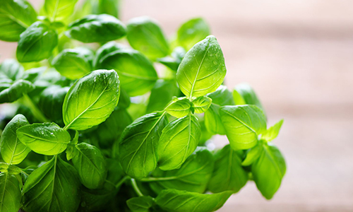 Basil-Leaves