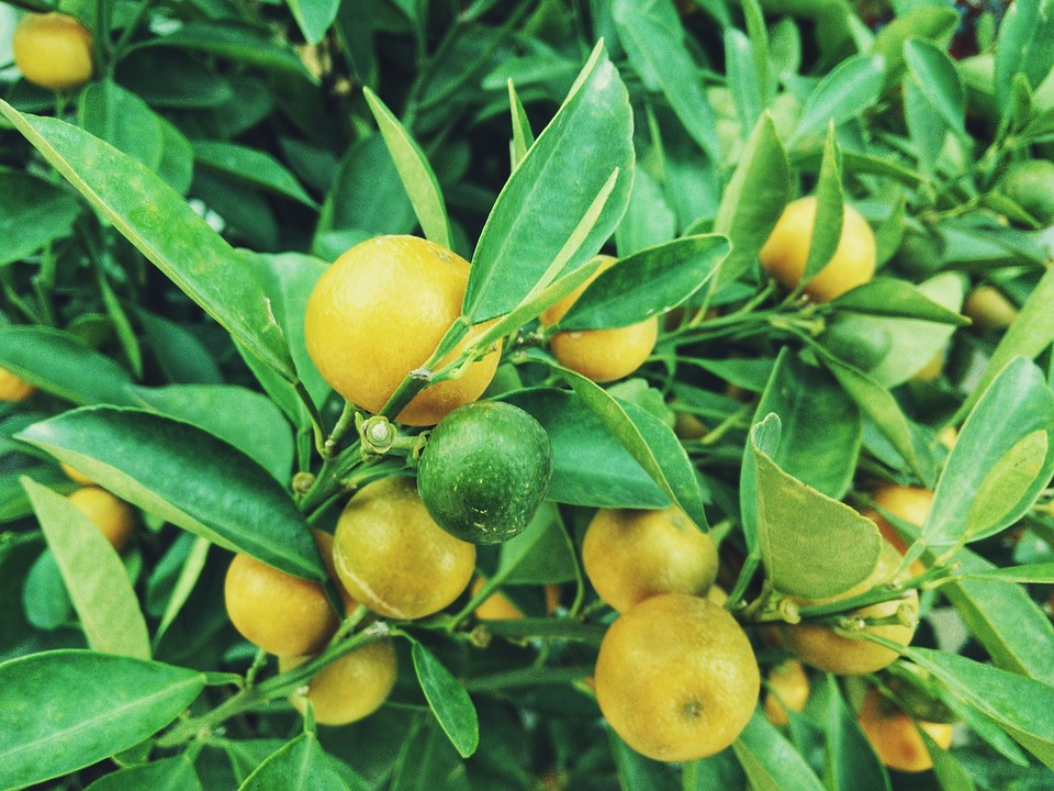 Lemons-for-Dental-Care