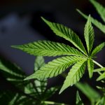 MARIJUANA AND ITS ACTUAL BENEFITS