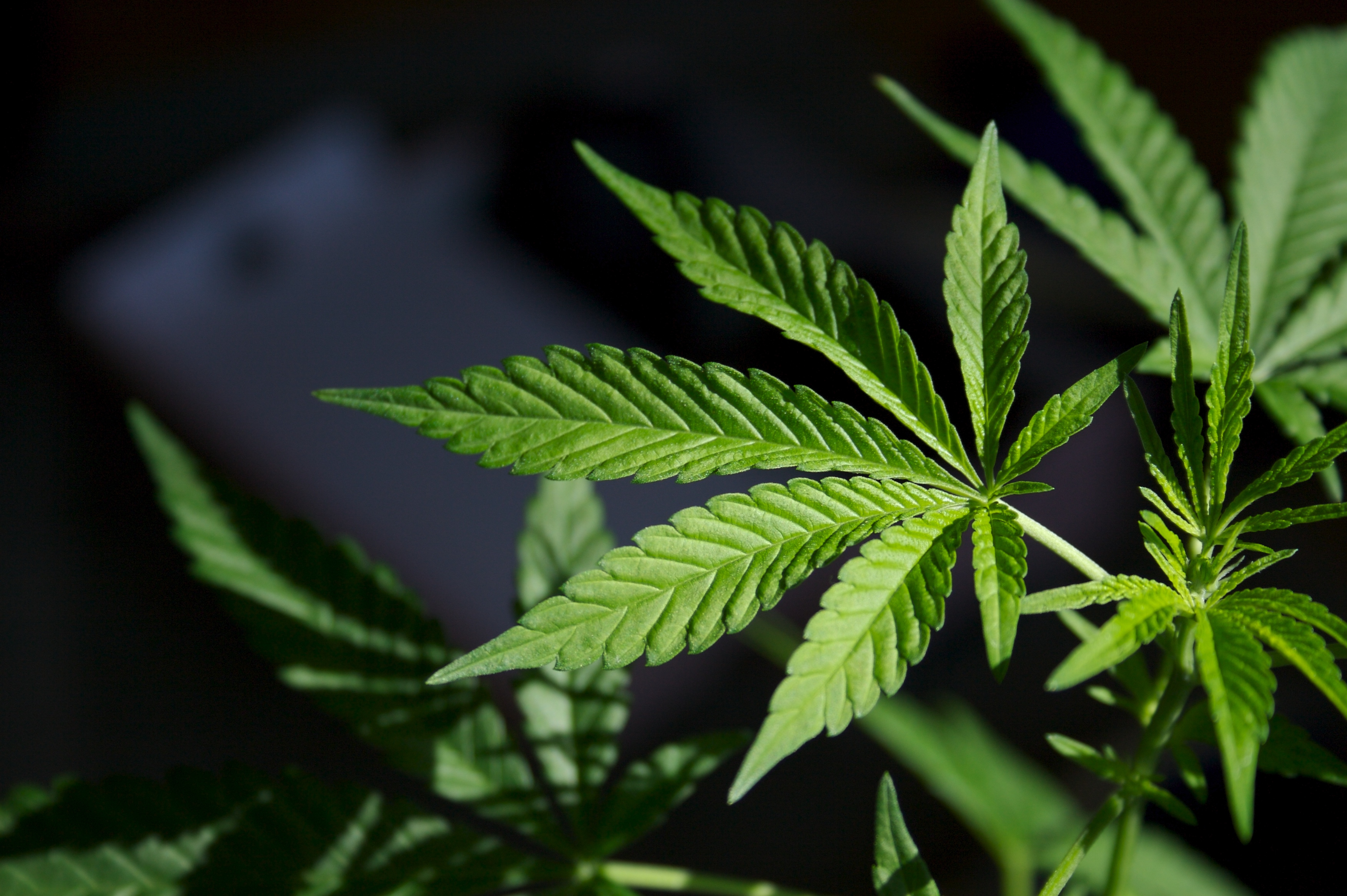 MARIJUANA AND ITS ACTUAL BENEFITS
