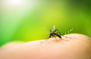 Mosquito bite