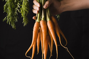 Carrot