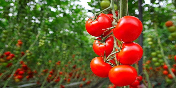 Tomatoes for Weightloss with the Negative Calorie Diet Plan