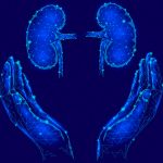 What Are the Best Foods for Kidney Function?