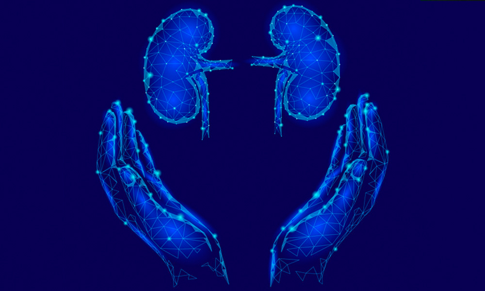 What Are the Best Foods for Kidney Function?