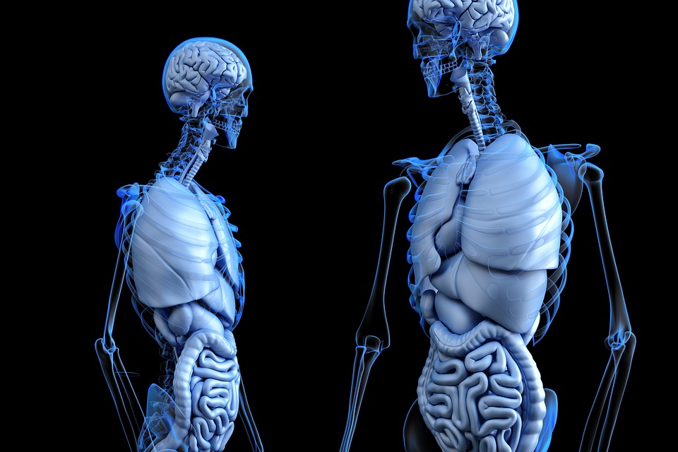 Amazing Facts- Eliminating Grains May Be Harmful For Gut Health