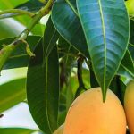Mango Leaves for Diabetes