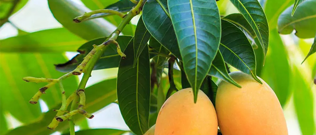 Mango Leaves for Diabetes