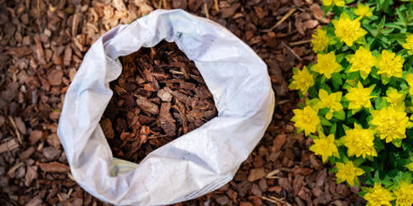 Pine Bark Extract