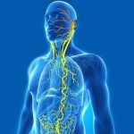 Importance of the Vagus Nerve for Health and Weight Loss?
