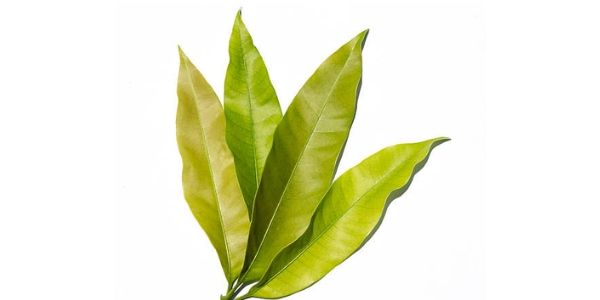 Mango Leaves