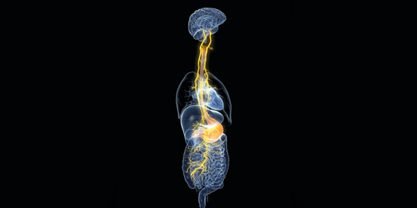 vagus nerve