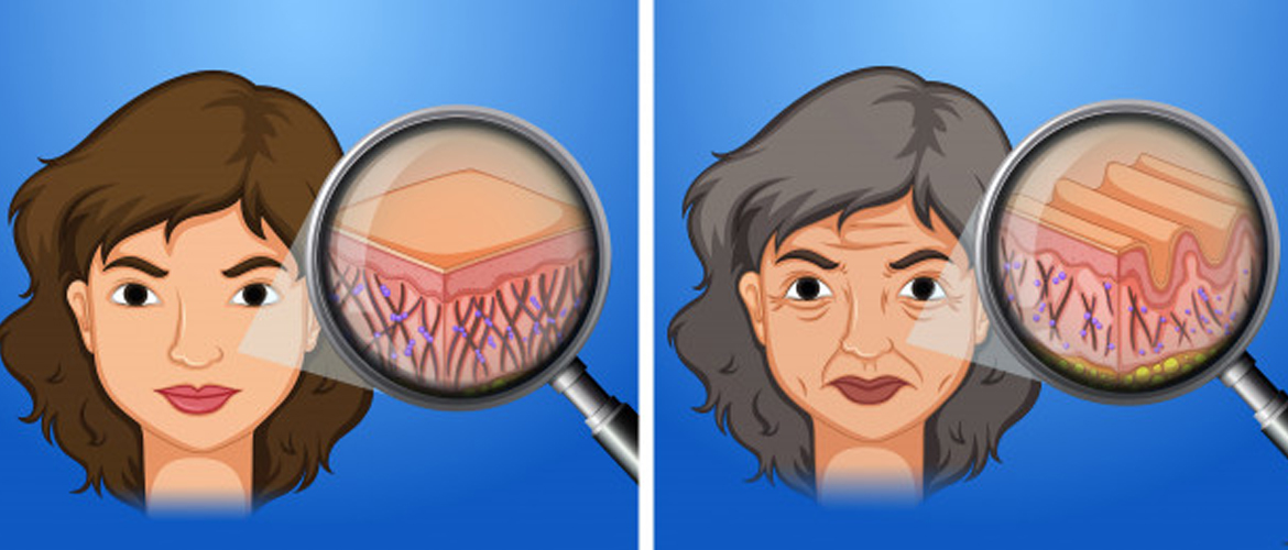 Collagen for Skin Care
