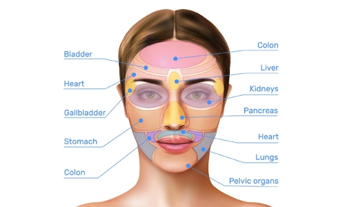 Facial reflexology diagram showing mapped zones and internal organ associations.