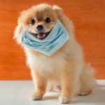 Dog Tested COVID-19 Positive Dies in the US