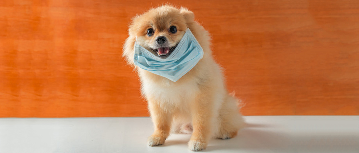 Dog Tested COVID-19 Positive Dies in the US
