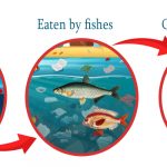 We Eat Plastic in Every Seafood, Claims Study!