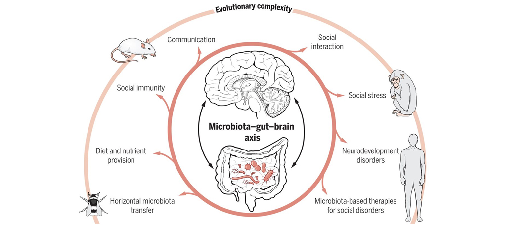 What is Gut-Brain-Axis? What are its Symptoms?