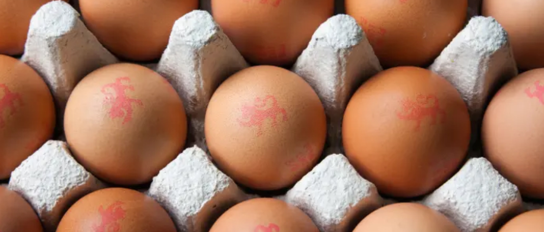 British Lion Eggs Contaminated With Salmonella Bacteria